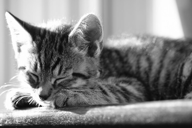 Photo close-up of cat sleeping on bed at home