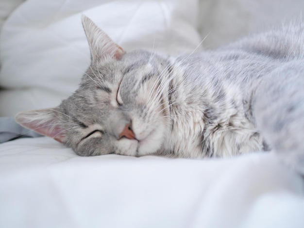 家のベッドで寝ている猫のクローズアップ
