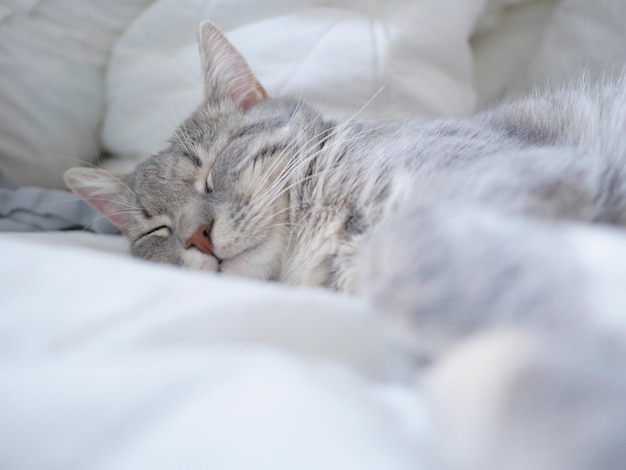 家のベッドで寝ている猫のクローズアップ
