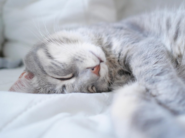 家のベッドで寝ている猫のクローズアップ