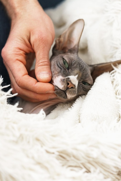 ベッドで寝ている猫のクローズアップ