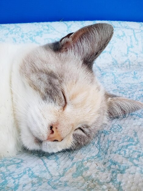 Close-up of cat sleeping on bed