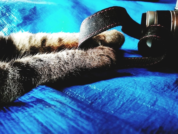 Close-up of cat sleeping on bed