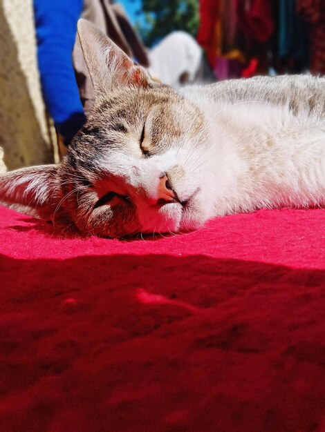 Close-up of a cat sleeping on bed