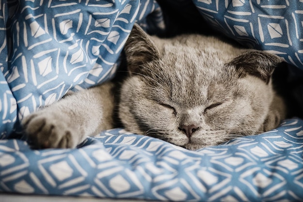 Photo close-up of cat sleeping on bed