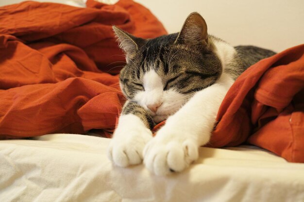 Close-up of cat sleeping on bed