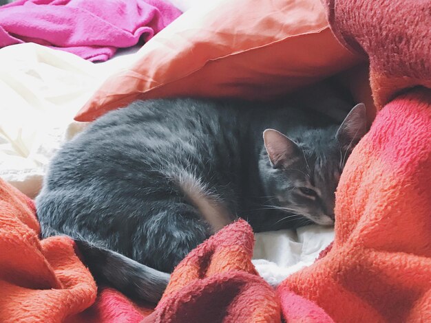 Close-up of cat sleeping on bed