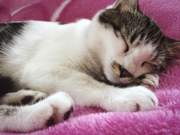 Foto close-up di un gatto che dorme sul letto