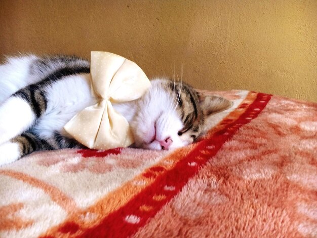 Photo close-up of cat sleeping on bed