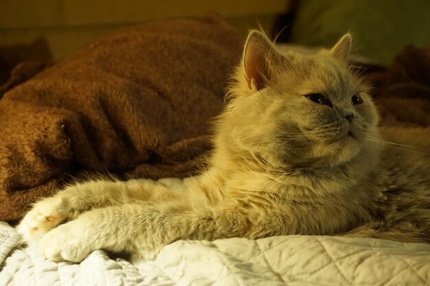 Close-up of cat sleeping on bed