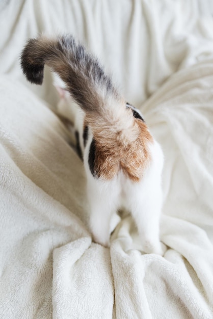 Close-up of cat sleeping on bed