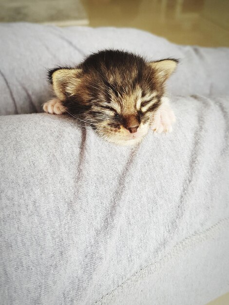 Foto close-up di un gatto che dorme sul letto