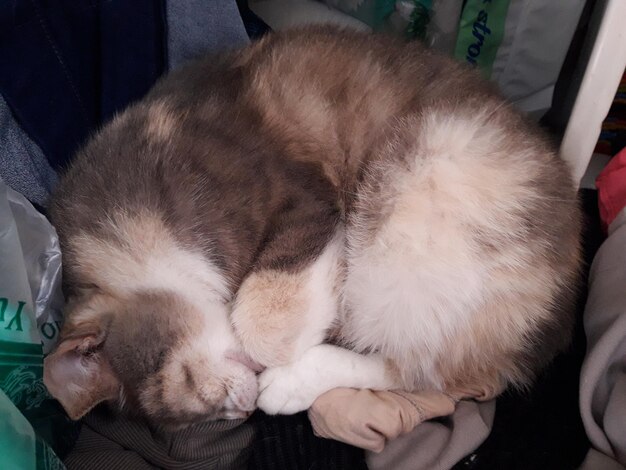 Close-up of cat sleeping on blanket