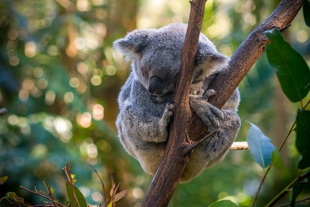 Photo close-up of cat sleeping on branch