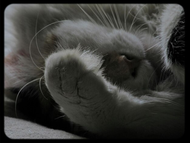 Photo close-up of cat sleeping at home