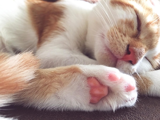 家で眠っている猫のクローズアップ