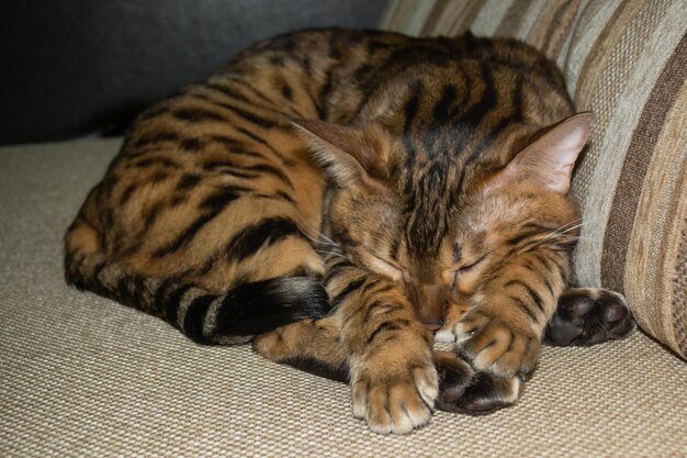 Foto close-up di un gatto che dorme a casa