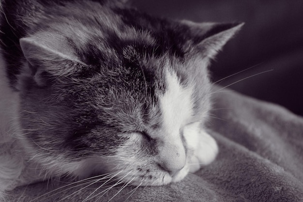 屋内で眠っている猫のクローズアップ