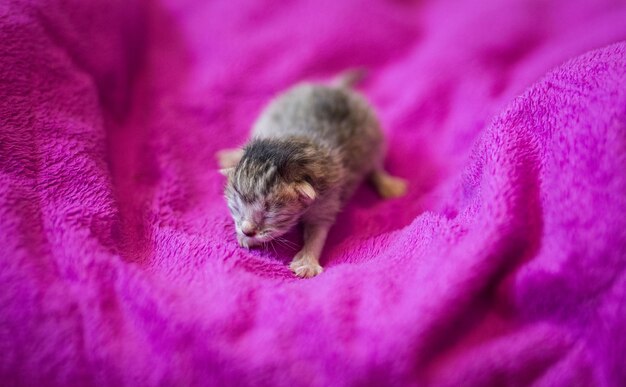 Close-up of a cat sleeping on pink flower