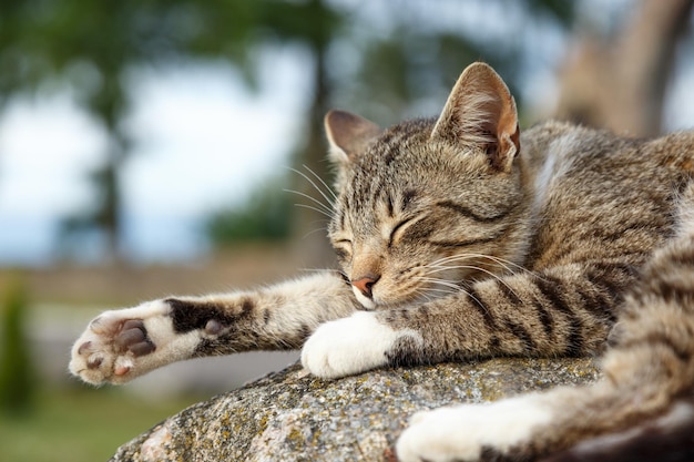 Photo close-up of cat sleeping on rock
