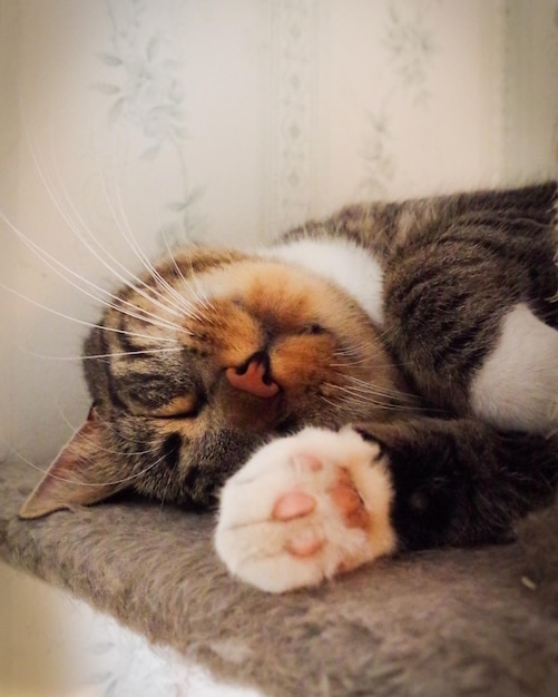 Close-up of cat sleeping on seat