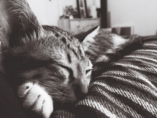 ソファで眠っている猫のクローズアップ