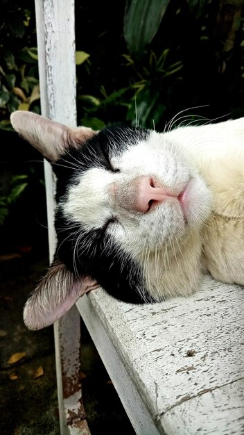 Foto close-up di un gatto che dorme sul legno