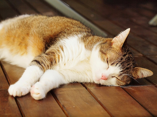 木製の床で眠っている猫のクローズアップ