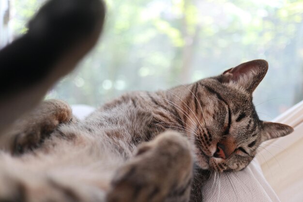 Foto prossimo piano di un gatto che dorme