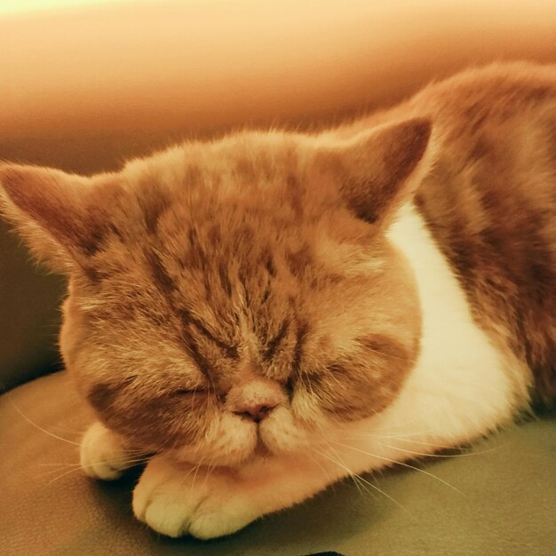 Close-up of cat sleeping