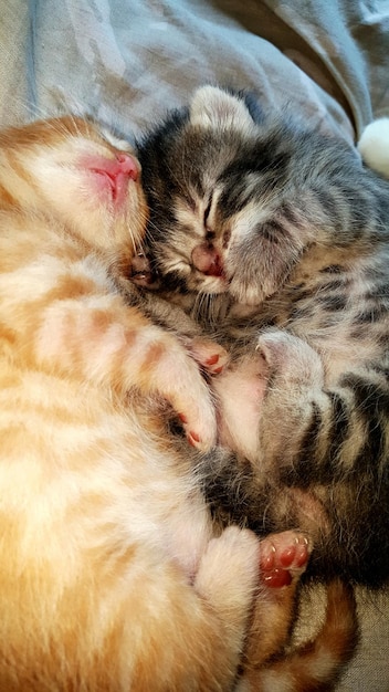 Foto prossimo piano di un gatto che dorme