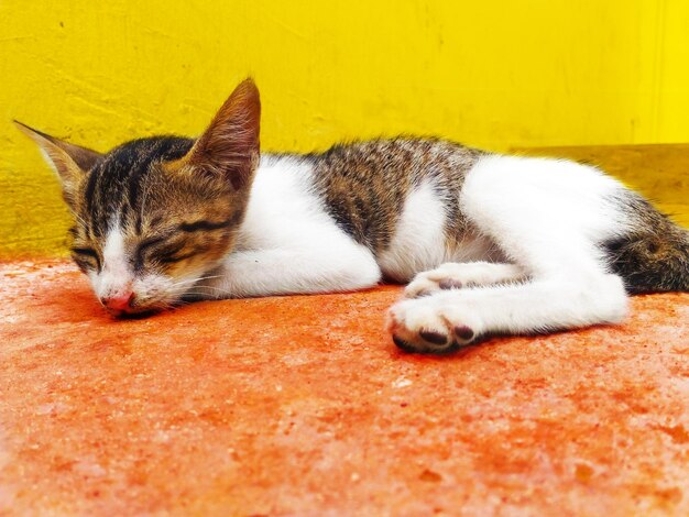 Close-up of a cat sleeping