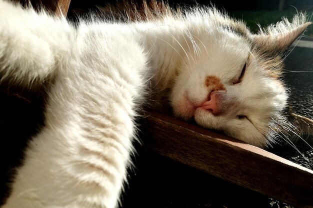 Photo close-up of cat sleeping