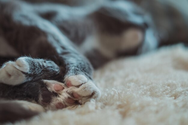 Photo close-up of cat sleeping