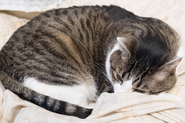 Photo close-up of cat sleeping