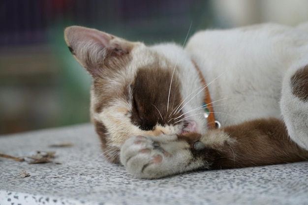 Foto prossimo piano di un gatto che dorme