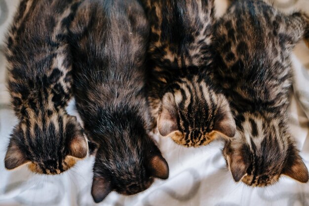 Photo close-up of cat sleeping