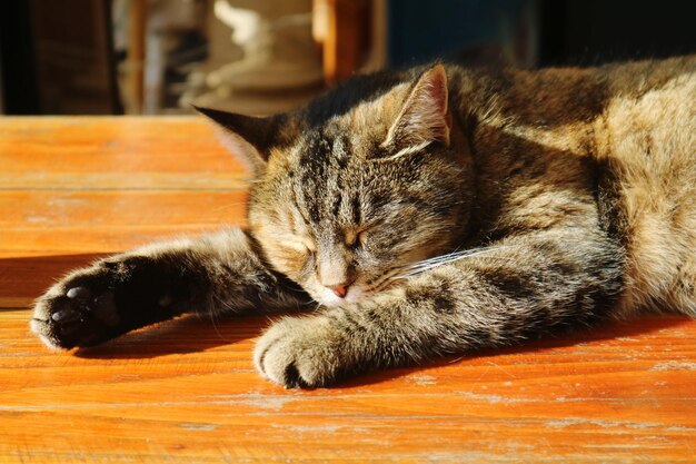 Close-up of cat sleeping