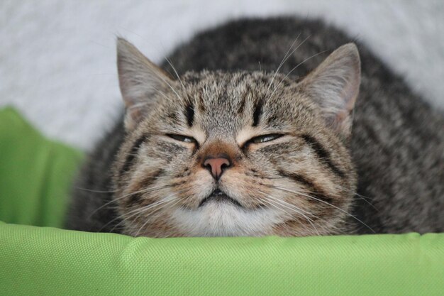 Close-up of a cat sleeping