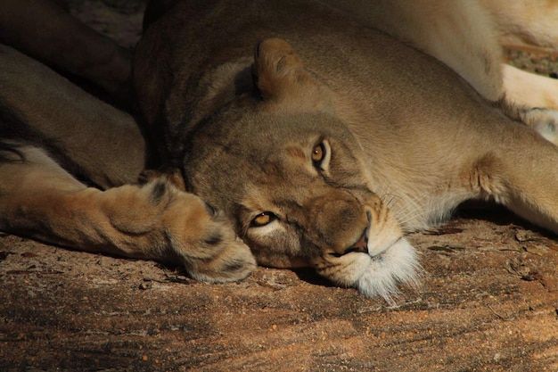 Photo close-up of cat sleeping