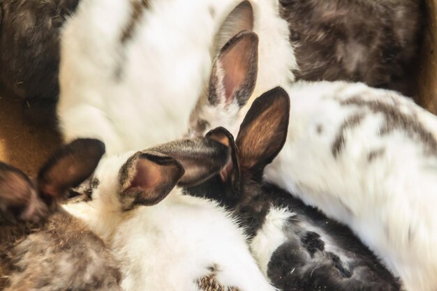 Photo close-up of cat sleeping