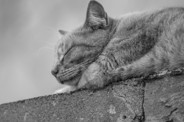 Photo close-up of cat sleeping