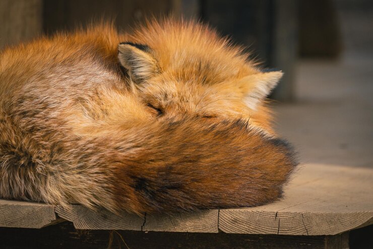Photo 寝ている猫のクローズアップ