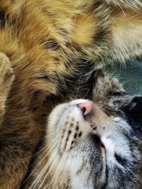 Photo close-up of cat sleeping