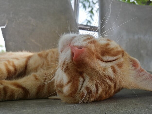 Close-up of cat sleeping