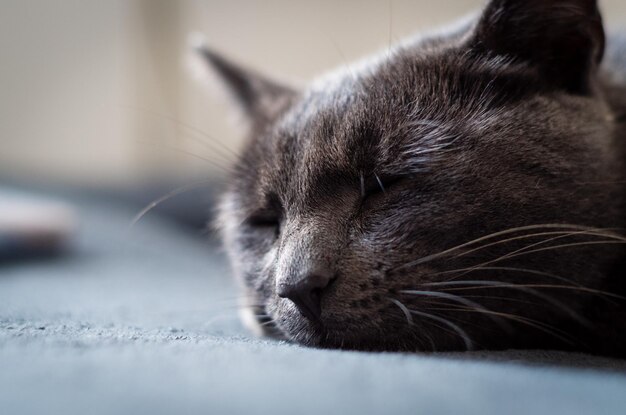 Foto prossimo piano di un gatto che dorme