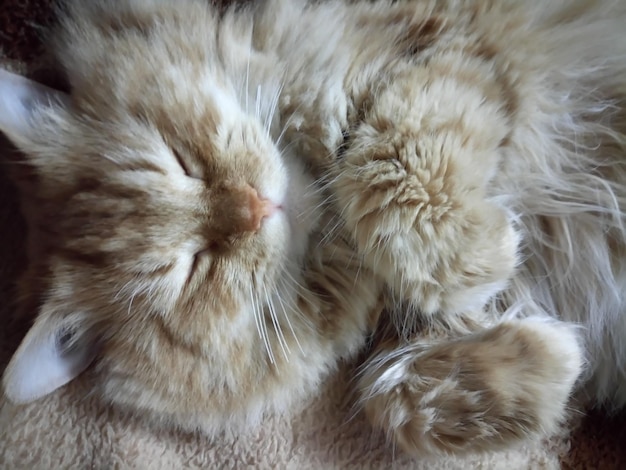 Foto prossimo piano di un gatto che dorme