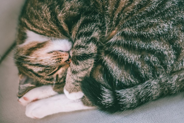 寝ている猫のクローズアップ
