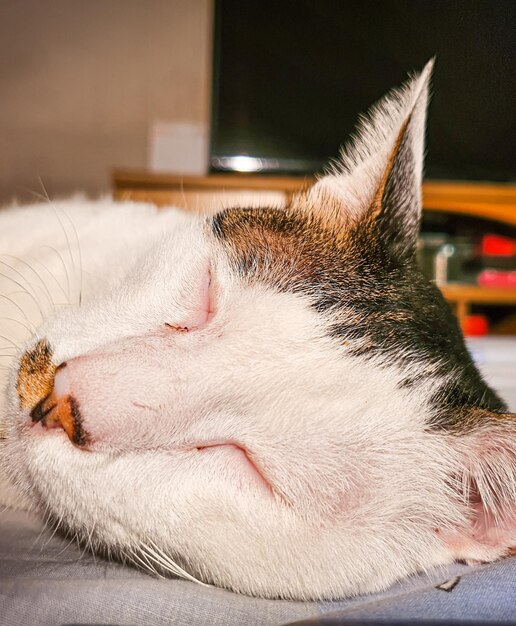 Photo close-up of cat sleeping