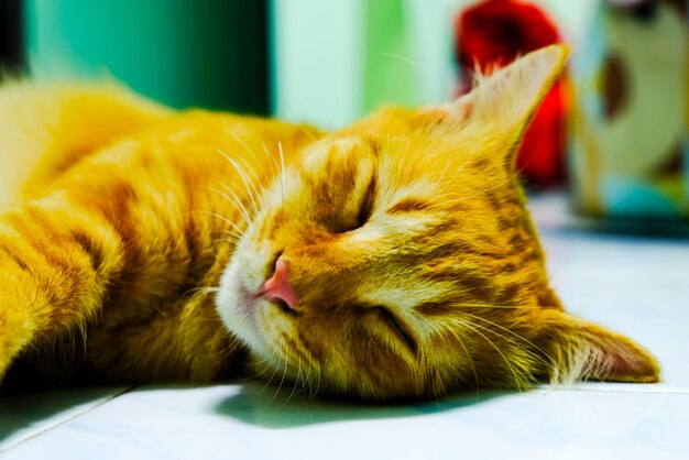 Close-up of cat sleeping